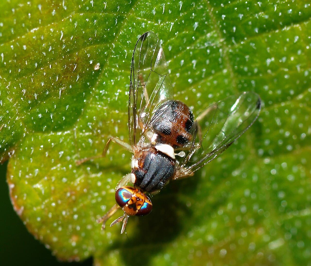 Adult olive fruit fly resting on a leaf