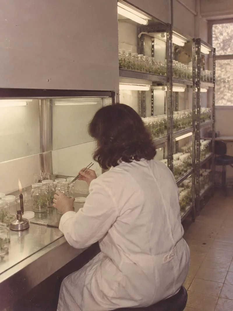 A technician in a white coat placing plantlets into glass jars at a laboratory bench, beside shelves of plant cultures
